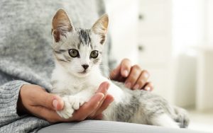 Got a New Cat? Here Are Tips for Choosing Food and Preventing Rabies 1