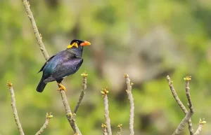 Burung Beo Enggano