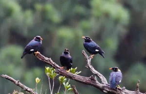 Burung Beo Sri Lanka