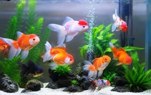 How to Care for Koi Fish So They Grow Fast and Stay Healthy