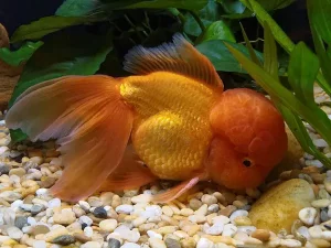Ikan Mas Koki Oranda