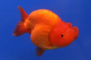 Ikan Mas Koki Ranchu