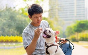 Tips Memberikan Snack untuk Anabul, Seberapa Banyak yang Harus Diberikan? LYP_Artikel 1_1(alt-2)