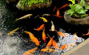 Want Your Koi to Live Longer? Here Are Tips for Choosing the Right Koi Food LYP_Artikel-2-1.jpg