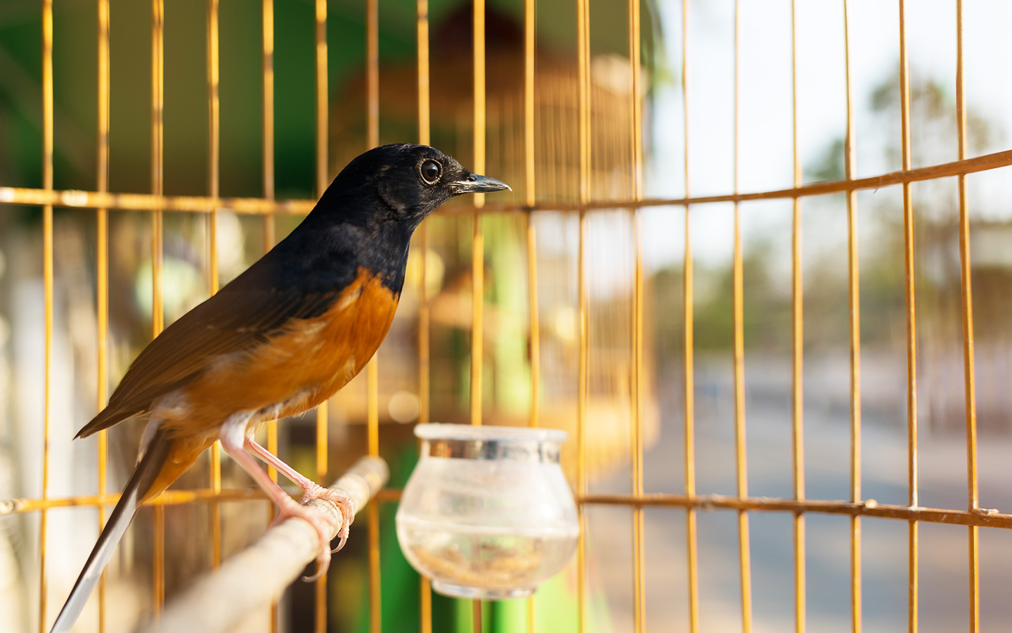 LYP_Artikel_burung_1(1)