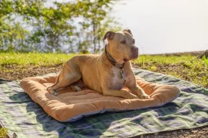 4 Siklus Loop pada Anjing Betina dan Cara Merawatnya anjing loop