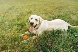 6 Alasan Anjing Makan Rumput yang Harus Pet Pals Ketahui anjing makan rumput