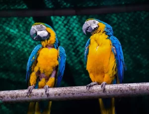 Pahami Apa itu Mabung pada Burung serta Cara Menanganinya dengan Tepat apa itu mabung