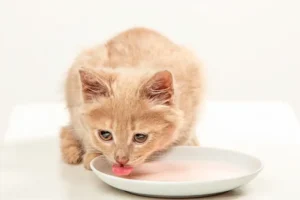 Aturan Makan Wet Food untuk Kucing yang Harus Diperhatikan aturan makan wet food untuk kucing