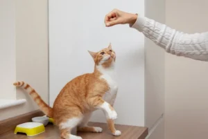 Pahami Aturan Memberi Makan Snack Kucing agar Kucing Tetap Sehat aturan memberi snack kucing