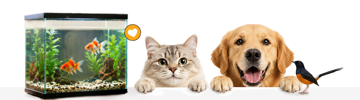 Pets