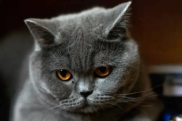british shorthair