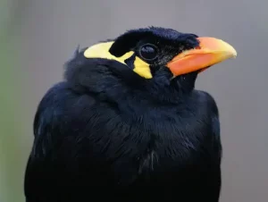 burung beo papua