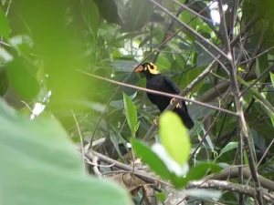burung beo southern