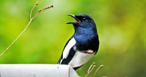 5 Cara Merawat Burung Kacer biar Gacor dengan Ampuh burung kacer