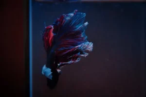 cara agar ikan cupang tidak stres