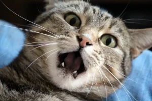 Jangan Biarkan Sedih Terus, Berikut 8 Cara agar Kucing Tidak Stres cara agar kucing tidak stres