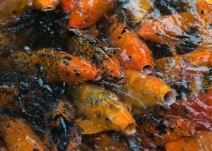 7 Cara Budidaya Ikan Mas dengan Tepat cara budidaya ikan mas