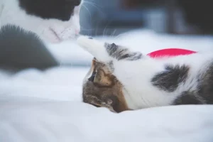 Tata Cara Membantu Kucing Melahirkan di Rumah cara membantu kucing melahirkan