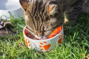 3 Cara Memberi Makan Anak Kucing dengan Tepat cara memberi makan anak kucing