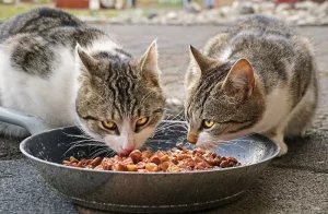 Jangan Asal, Berikut 7 Cara Memberi Makan Kucing dengan Tepat cara memberi makan kucing
