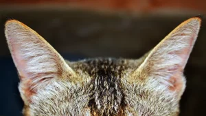 Jangan Dibiarkan Kotor, Berikut 7 Cara Membersihkan Telinga Kucing dengan Benar cara membersihkan telinga kucing