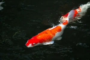 Cara Memelihara Ikan Koi di Aquarium: Panduan Lengkap untuk Pemula cara memelihara ikan koi di aquarium