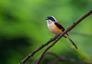 cara mengatasi cendet kelabakan