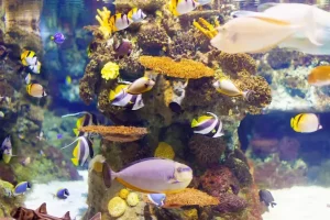 14 Cara Mengatasi Ikan Kekurangan Oksigen dengan Efektif cara mengatasi ikan kekurangan oksigen