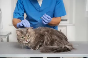 Panduan Cara Mengatasi Kucing Keracunan serta Penyebabnya cara mengatasi kucing keracunan