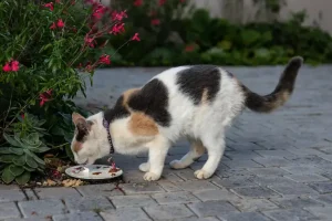 7 Cara Mengatasi Kucing Tidak Mau Makan dengan Mudah cara mengatasi kucing tidak mau makan