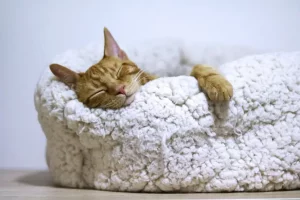 cara mengatasi kucing tidur terus