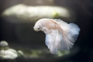 Cara Mengawinkan Ikan Cupang agar Cepat Bertelur dengan tepat cara mengawinkan ikan cupang agar cepat bertelur