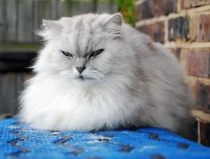 Tidak Sulit, Berikut 12 Cara Menggemukan Kucing dengan Tepat cara menggemukkan kucing