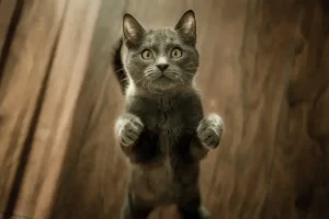 5 Cara Menghilangkan Jamur pada Kucing dengan Ampuh cara menghilangkan jamur pada kucing
