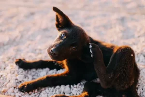 cara menghilangkan kutu anjing