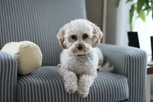 5 Cara Mengobati Anjing Sakit Hingga Pulih Total cara mengobati anjing sakit