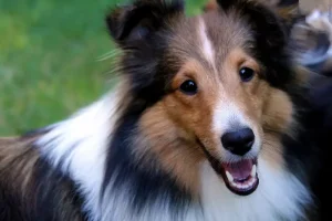 Panduan Cara Mengobati Jamur pada Anjing dengan Tepat cara mengobati jamur pada anjing