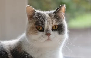Pahami Penyebab serta Cara Mengobati Kucing Muntah dengan Mudah cara mengobati kucing muntah