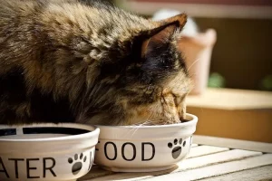 cara meningkatkan nafsu makan kucing