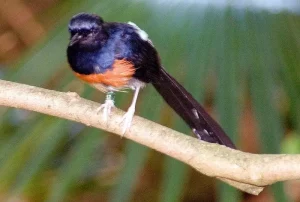 Kenali 5 Cara Menurunkan Emosi Murai Batu dengan Mudah cara menurunkan emosi murai batu