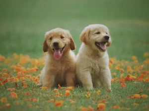 9 Cara Merawat Anak Anjing dengan Baik dan Benar cara merawat anak anjing