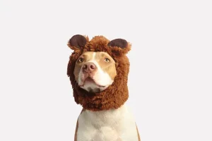 10 Cara Merawat Anjing dengan Baik dan Benar cara merawat anjing