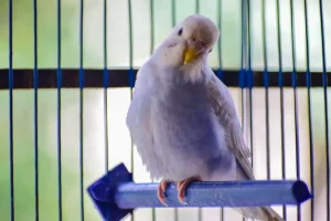 Pahami 11 Cara Merawat Burung dengan Baik dan Benar cara merawat burung