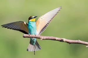 7 Cara Merawat Burung Kicauan agar Suaranya Lantang dan Nyaring cara merawat burung kicauan