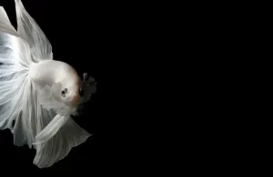 Cara Merawat Ikan Cupang agar Warnanya Bagus dengan Mudah cara merawat ikan cupang agar warnanya bagus