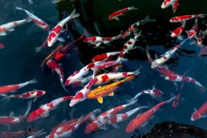 cara merawat ikan koi