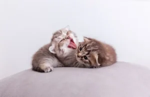 9 Cara Merawat Induk Kucing Setelah Melahirkan, Beri Nutrisi Seimbang cara merawat induk kucing setelah melahirkan