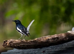 Cara Merawat Burung Kacer yang Baru Pindah Tempat agar Tidak Stress cara merawat kacer baru pindah tempat