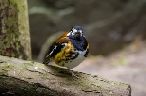 Panduan Cara Ternak Burung Anis Kembang bagi Pemula cara ternak burung anis kembang